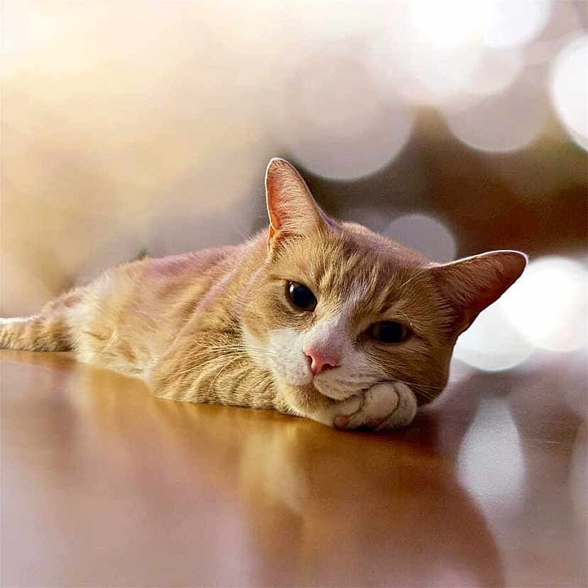 Blu is registered to the contest to win money with this photo: abyssinian, angora, animal, cat, egyptiancat, hardwood, indoors, interiordesign, kitten, manx, person, pet, photography, siamese, sleeping, snout, wood