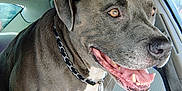 Nasir is registered to the contest to win money with this photo: animal, canine, car, clothing, collar, dog, ears, fur, happy, human_hand, inside, person, pet, seat, seatbelt, smiling, teeth, tongue, transportation, window