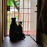 Nasir is registered to the contest to win money with this photo: bars, companionship, daylight, dog, door, floor, friendship, greenery, house, indoor, nature, outdoor, pets, porch, quiet, shadow, silhouette, tree, waiting, wood_floor