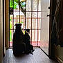 bars, companionship, daylight, dog, door, floor, friendship, greenery, house, indoor, nature, outdoor, pets, porch, quiet, shadow, silhouette, tree, waiting, wood_floor