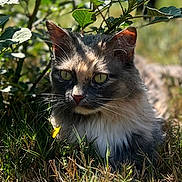 Skylar is registered to the contest to win money with this photo: cat, animal, grass, leaf, plant, outdoor, nature, sunlight, shadow, fur, green, eyes, whiskers, pet, relaxing, mammal, closeup, daylight, wildlife, garden
