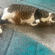 Tigger is registered to the contest to win money with this photo: animal, blue, carpet, cat, cozy, curled_up, cute, dog, feline, fur, gray, indoor, paw, pet, playful, relaxed, resting, sleeping, tabby, whiskers