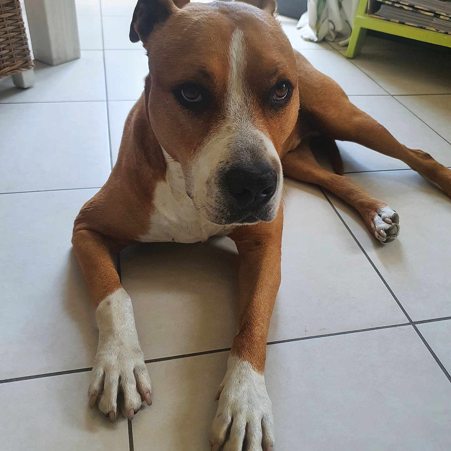 Zitoun participe au concours pour gagner de l'argent avec cette photo : animal, brown, canine, companion, dog, domestic, door, floor, furniture, home, indoor, lying_down, natural_light, paw, pet, portrait, relaxed, tile, white, window
