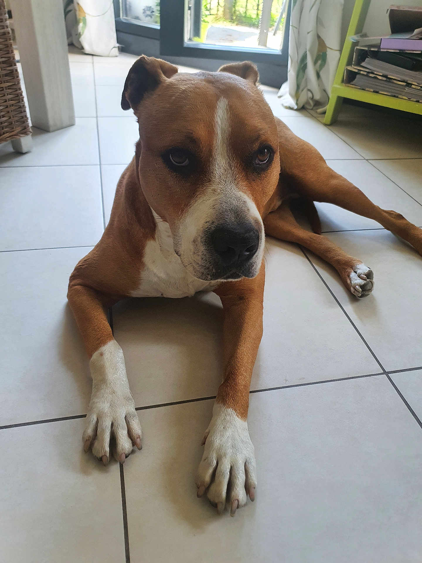 Zitoun participe au concours pour gagner de l'argent avec cette photo : dog, brown, white, indoor, floor, tile, pet, animal, relaxed, lying_down, paw, home, furniture, door, window, natural_light, canine, companion, domestic, portrait