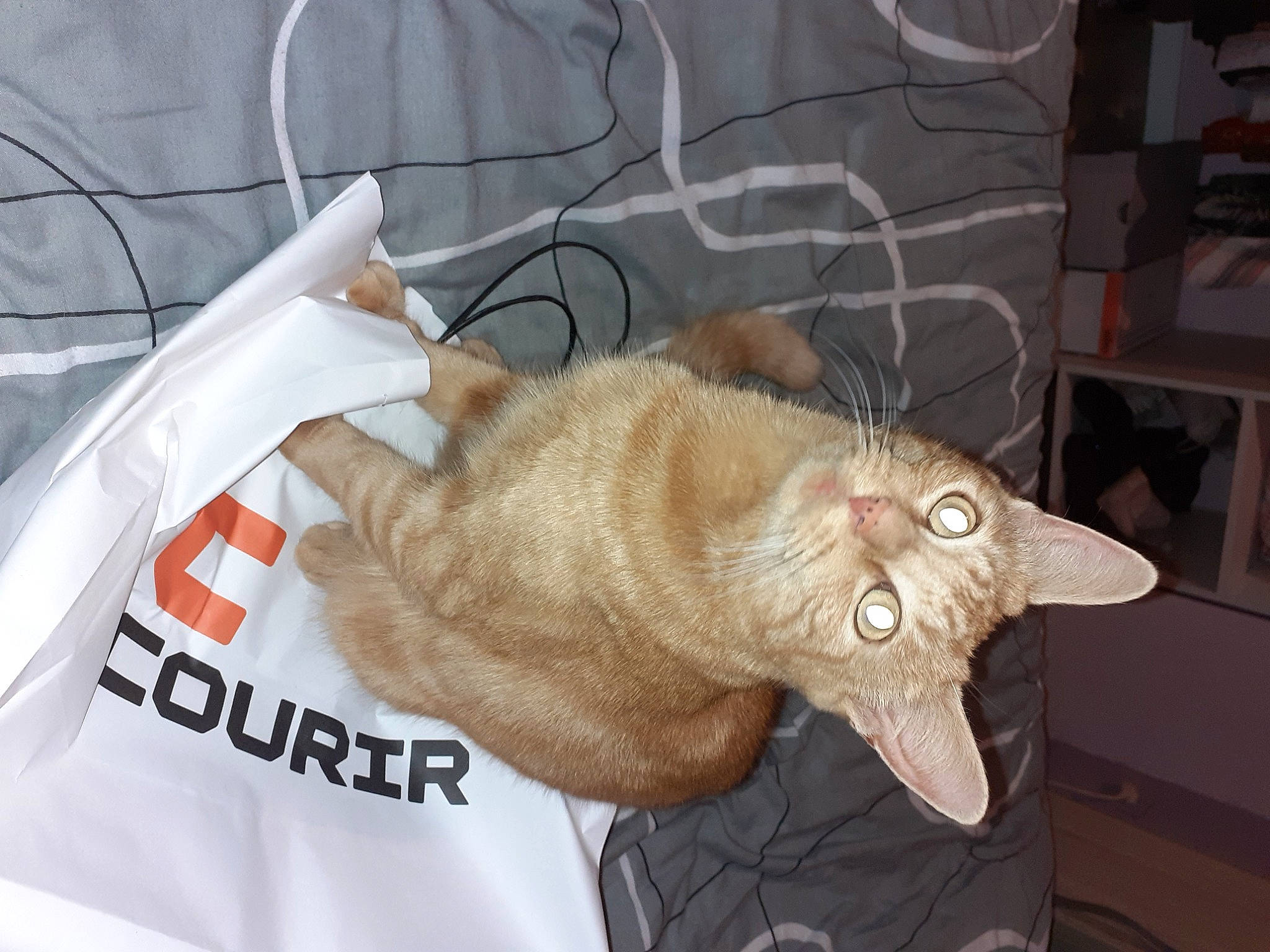 Caramel participe au concours pour gagner de l'argent avec cette photo : canidae, carnivore, cat, claw, comfort, domestic_short_haired_cat, ear, fawn, felidae, fur, gesture, jaw, paw, room, sleeve, small_to_medium_sized_cats, snout, tail, whiskers, wrinkle