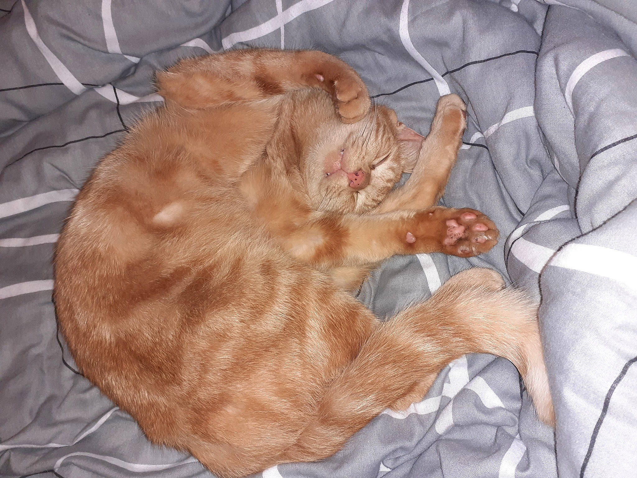 Caramel participe au concours pour gagner de l'argent avec cette photo : carnivore, cat, comfort, companion_dog, dog_breed, domestic_short_haired_cat, ear, fawn, felidae, fur, gesture, linens, liver, paw, small_to_medium_sized_cats, snout, tail, textile, whiskers, wrinkle