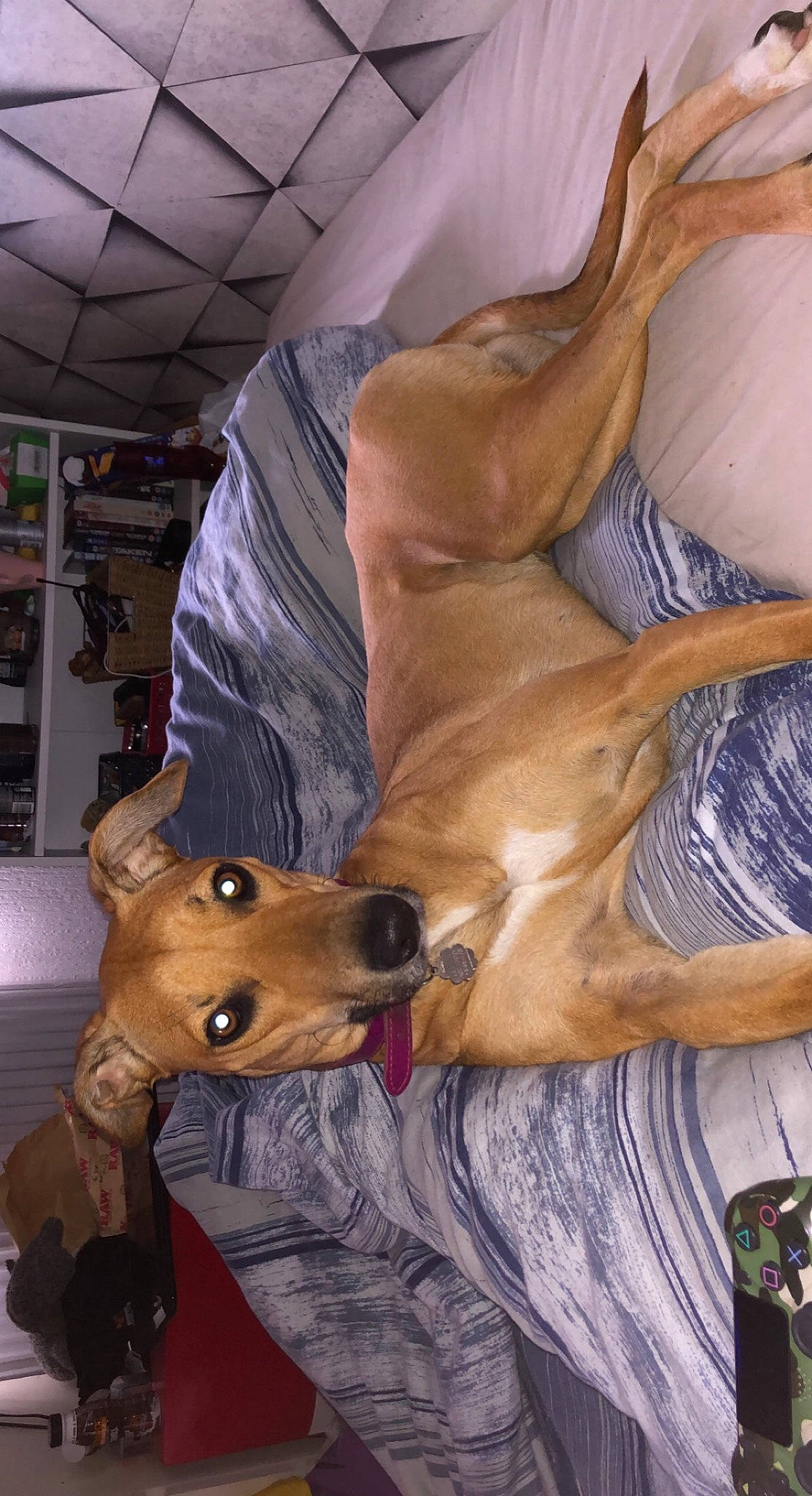 Maya is registered to the contest to win money with this photo: art, canidae, carnivore, collar, comfort, companion_dog, dog, dog_breed, fawn, fur, guard_dog, mammal, non_sporting_group, sighthound, snout, sporting_group, vertebrate, whiskers, working_animal, wrinkle