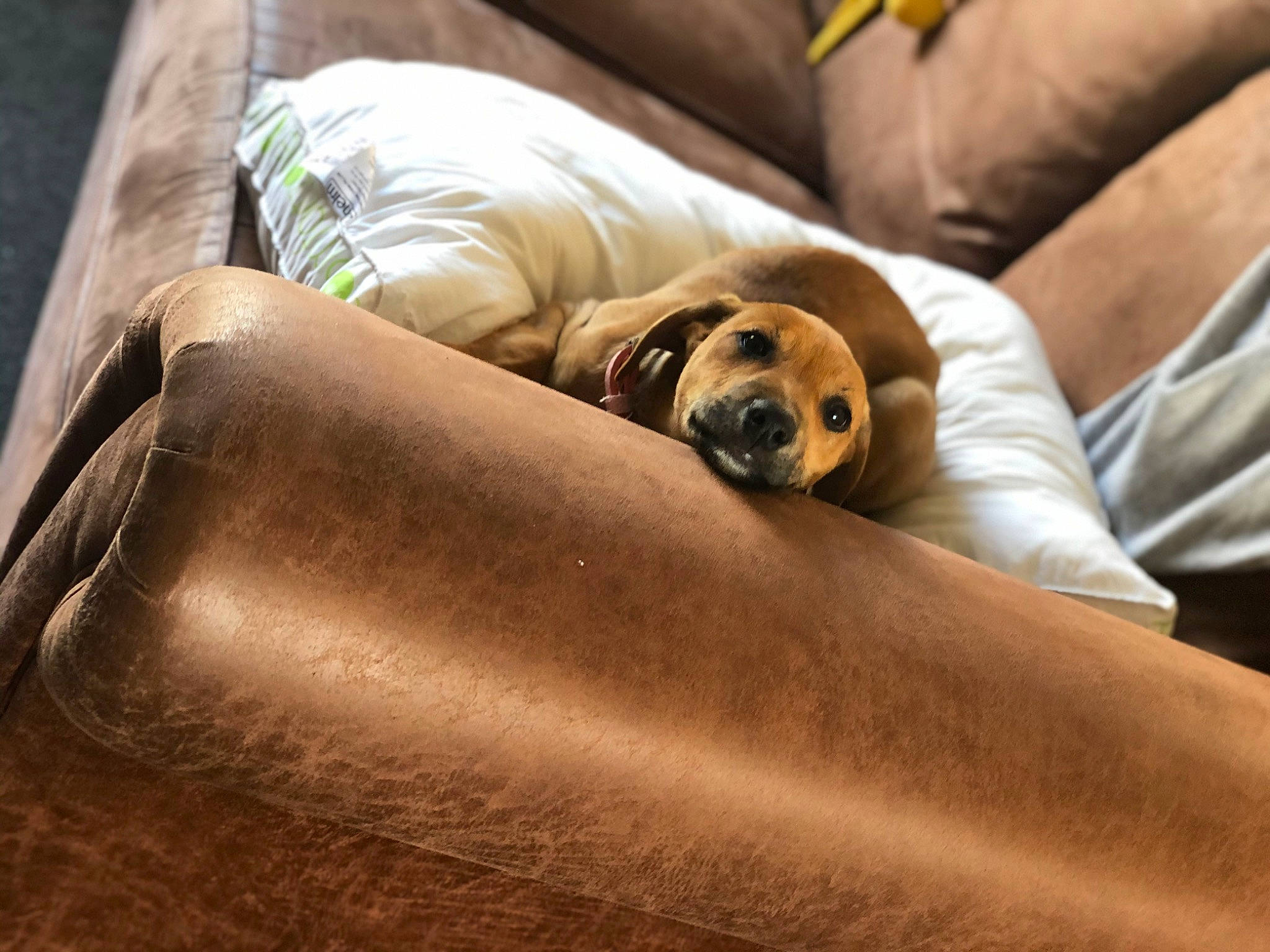 Maya is registered to the contest to win money with this photo: bedding, carnivore, comfort, companion_dog, couch, dog, dog_breed, fawn, fur, hardwood, linens, liver, snout, sporting_group, terrestrial_animal, textile, toy_dog, whiskers, wood, working_animal