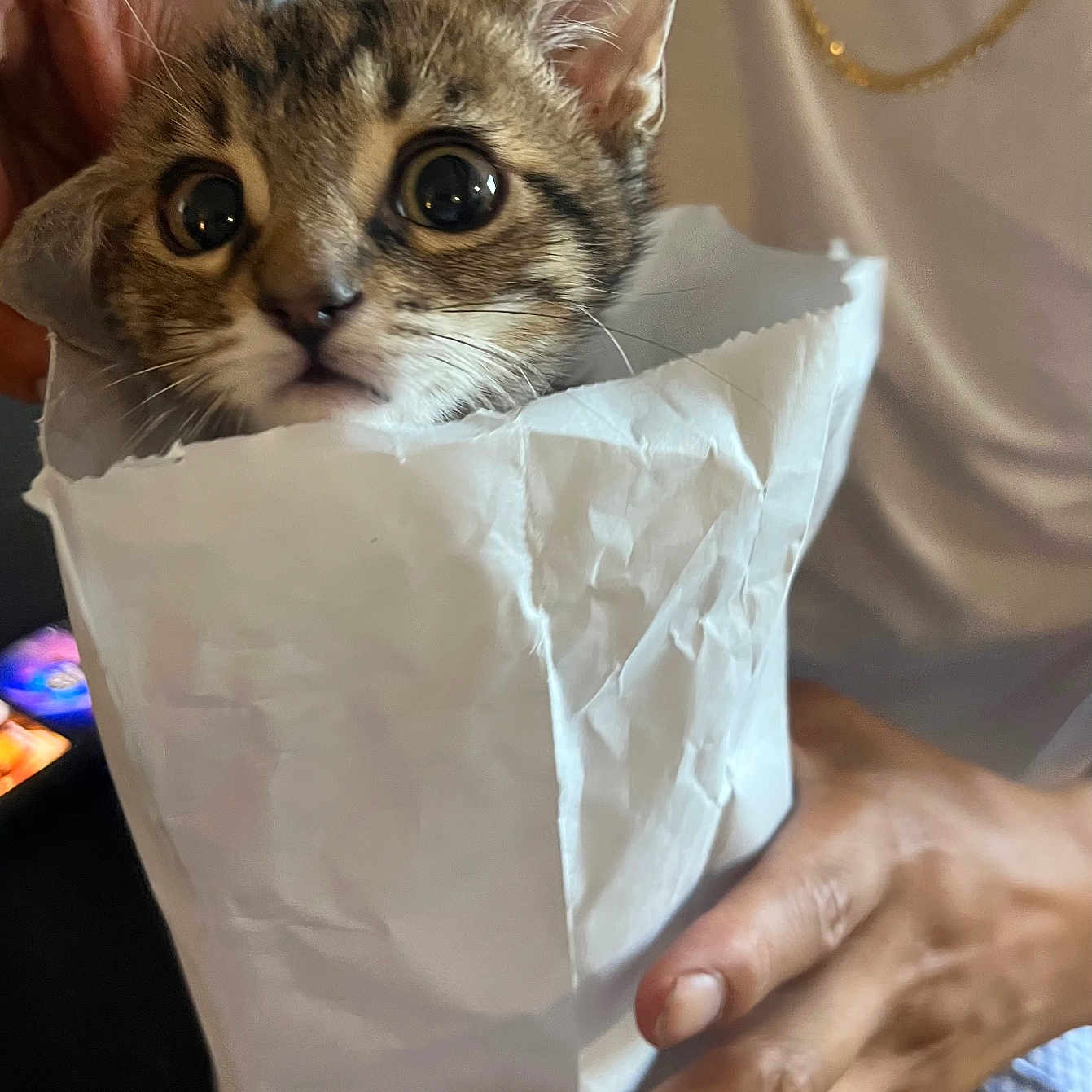 Boba joined the competition — help win amazing prizes! abyssinian, accessories, animal, bag, bodypart, cat, doctor, document, finger, hand, jewelry, kitten, manx, necklace, paper, person, pet, receipt, text, veterinarian