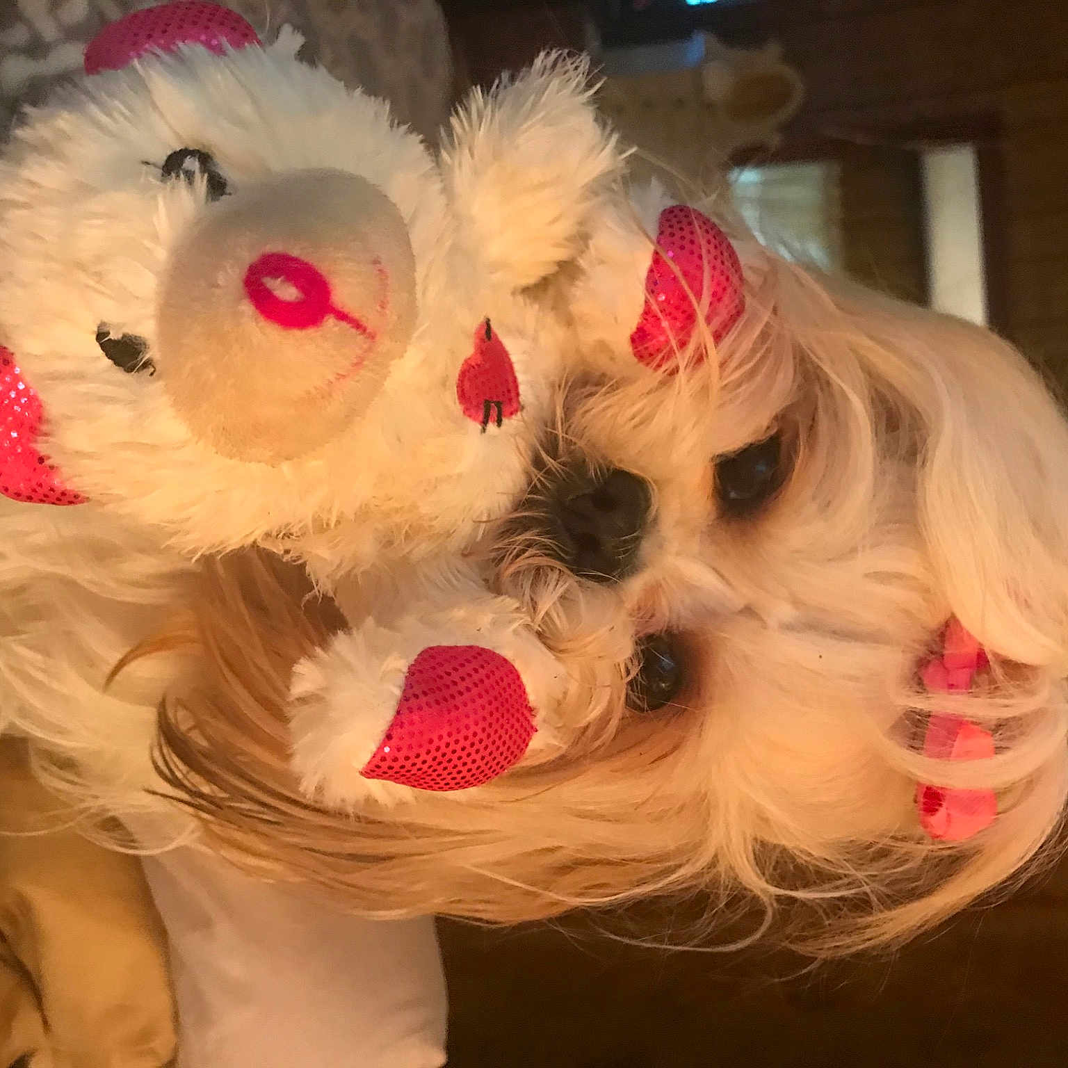 Sierra is registered to the contest to win money with this photo: canidae, companion_dog, costume, costume_hat, event, eye, fashion_accessory, fawn, felidae, fur, fur_clothing, gesture, happy, headgear, love, plush, snout, stuffed_toy, toy, whiskers