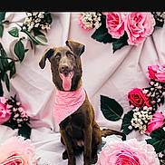 Georgia joined the competition — help win amazing prizes! animal, brown_dog, closeup, cute, decorative, dog, fabric_backdrop, floral_arrangement, flowers, green_leaves, happy, indoors, pet, pink_bandana, pink_flowers, portrait, sitting, studio_photo, tongue_out, white_flowers