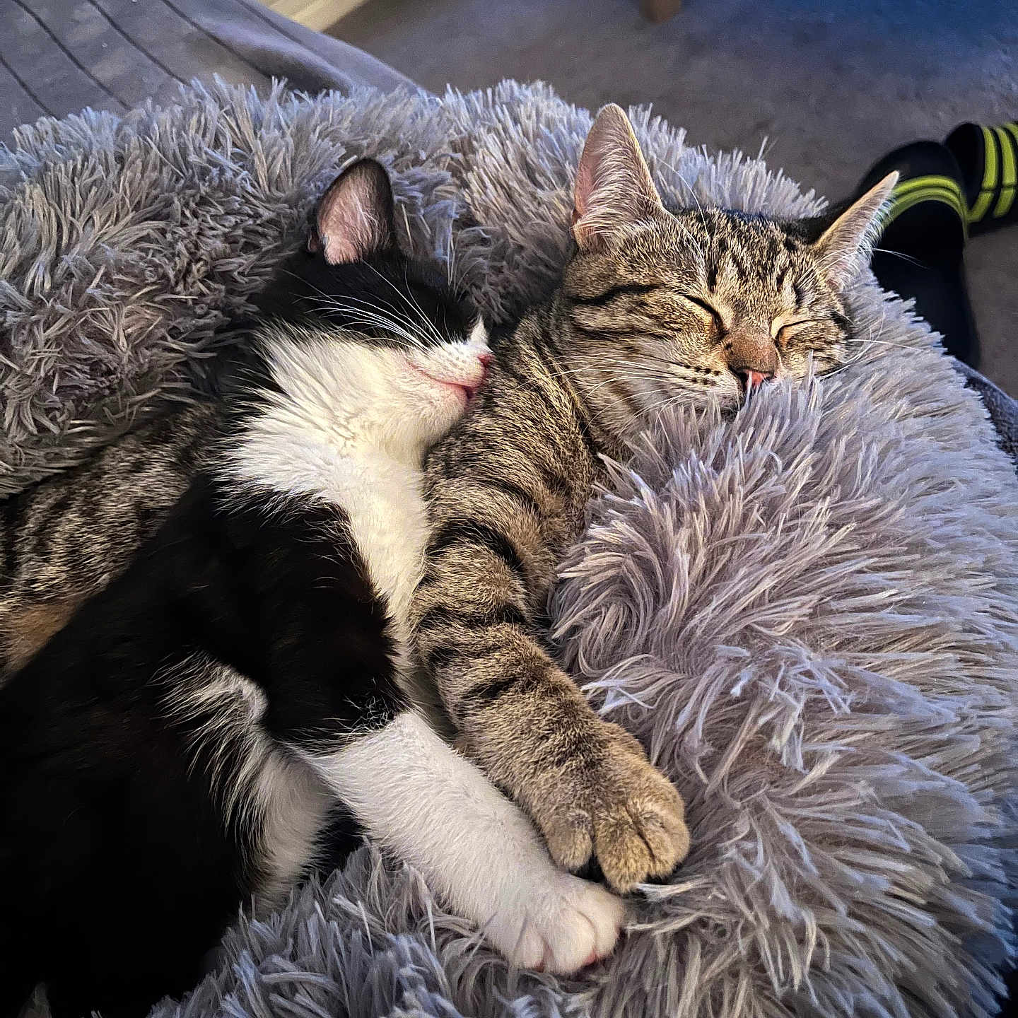 Ciri Et Virgule participe au concours pour gagner de l'argent avec cette photo : animal, black_and_white, cat, comfort, companion, cozy, cushion, cute, fluffy, friendship, fur, indoor, paw, pet, relaxation, resting, sleeping, snuggling, soft, tabby