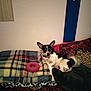 Skamp joined the competition — help win amazing prizes! anchor, animal, black_and_white, blanket, collar, comfort, couch, decor, dog, ears, fur, home, indoor, patterned_fabric, pet, relaxed, resting, small_dog, toy, wall