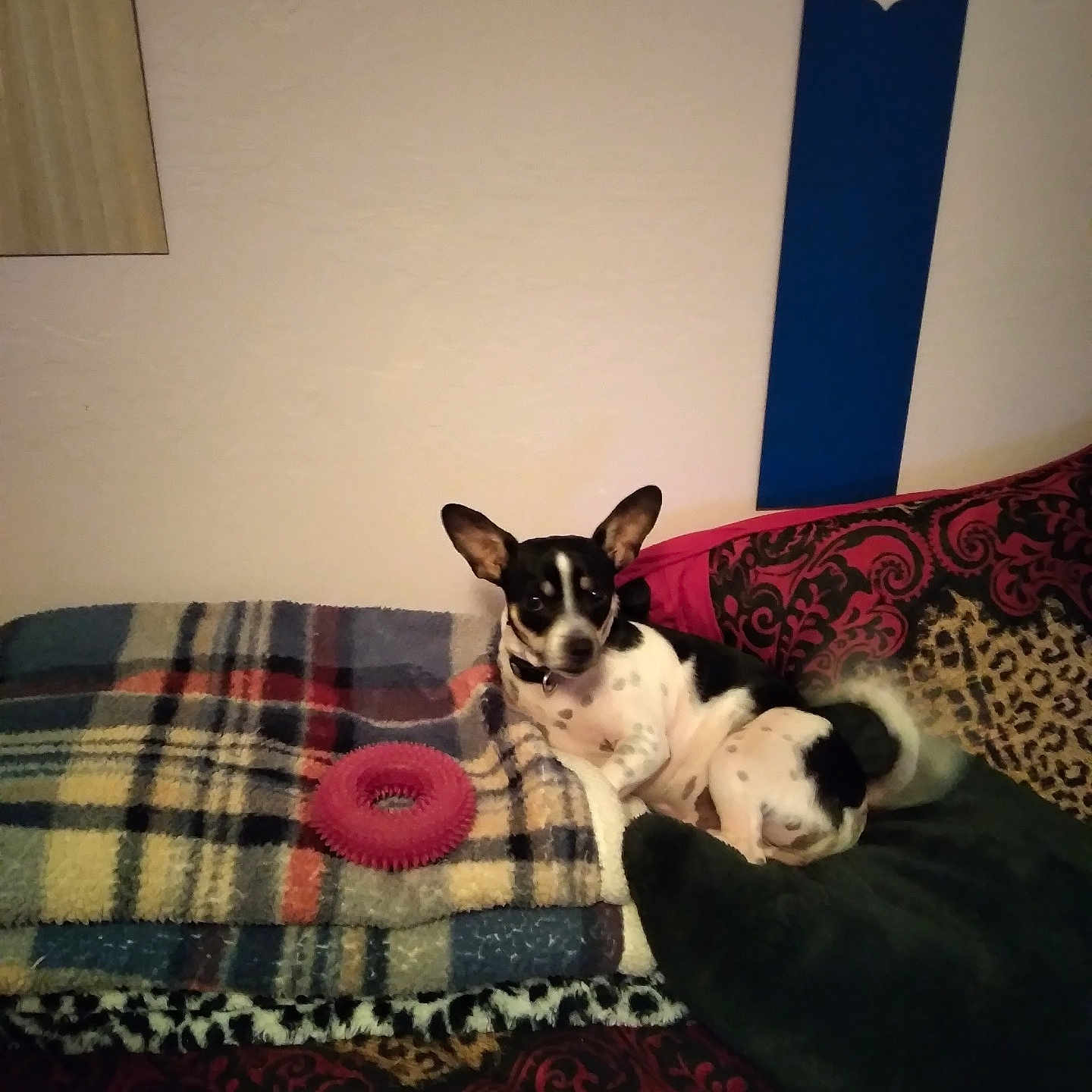 Skamp joined the competition — help win amazing prizes! anchor, animal, black_and_white, blanket, collar, comfort, couch, decor, dog, ears, fur, home, indoor, patterned_fabric, pet, relaxed, resting, small_dog, toy, wall