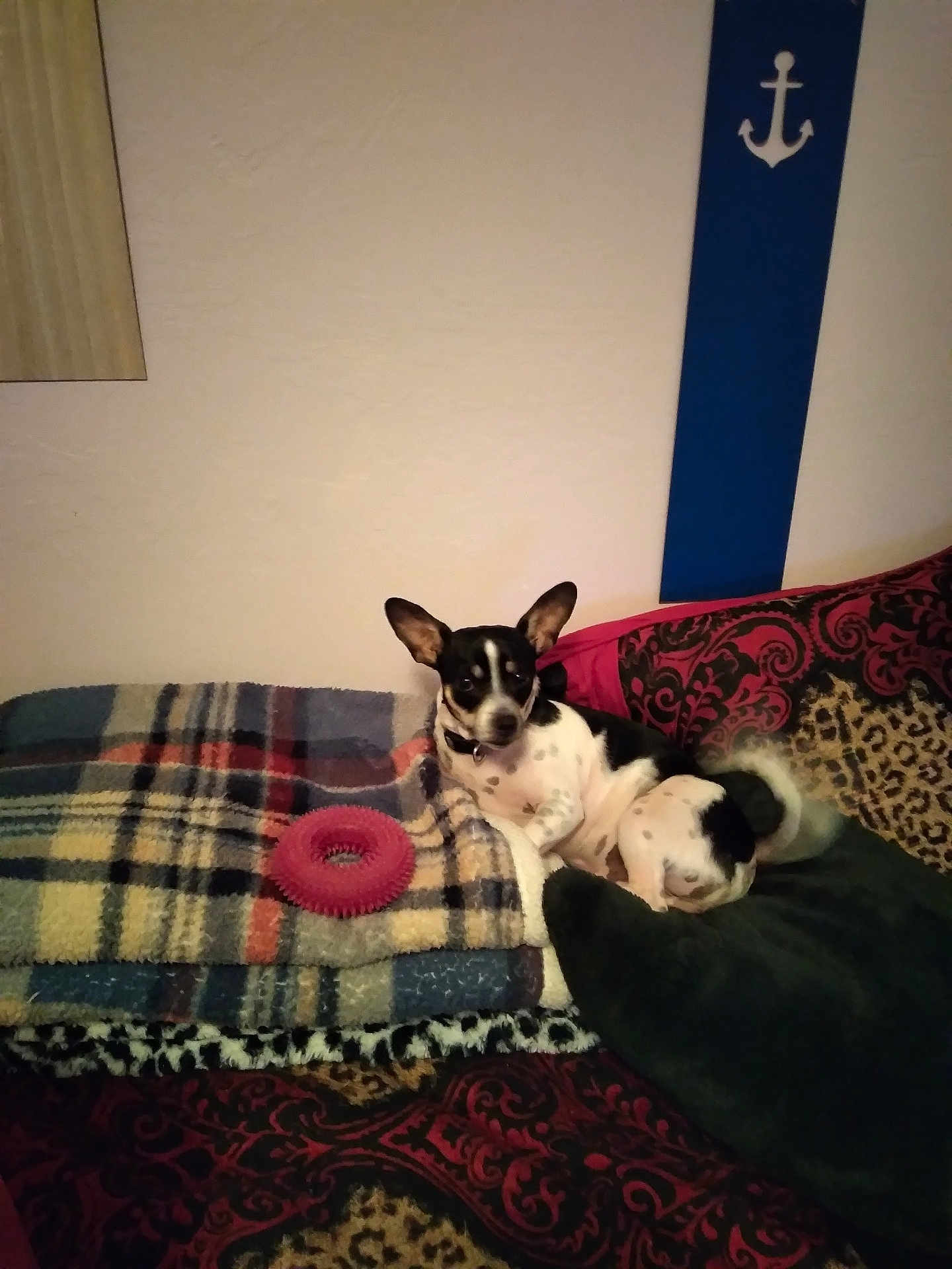 Skamp joined the competition — help win amazing prizes! anchor, animal, black_and_white, blanket, collar, comfort, couch, decor, dog, ears, fur, home, indoor, patterned_fabric, pet, relaxed, resting, small_dog, toy, wall