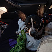 Skamp joined the competition — help win amazing prizes! black_and_white, blanket, brown_eyes, car_interior, close_up, companion, cozy, curious, dog, fabric, indoor, large_ears, pet_clothing, plastic_bag, pumpkin_pattern, resting, seat, sitting, small_dog, soft_texture