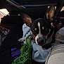 black_and_white, blanket, brown_eyes, car_interior, close_up, companion, cozy, curious, dog, fabric, indoor, large_ears, pet_clothing, plastic_bag, pumpkin_pattern, resting, seat, sitting, small_dog, soft_texture