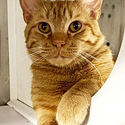 Hogan is registered to the contest to win money with this photo: cat, ginger_cat, pet, feline, whiskers, paw, closeup, indoor, cute, animal, portrait, fur, tabby, relaxed, looking, curious, mammal, domestic, orange, face