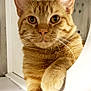 cat, ginger_cat, pet, feline, whiskers, paw, closeup, indoor, cute, animal, portrait, fur, tabby, relaxed, looking, curious, mammal, domestic, orange, face