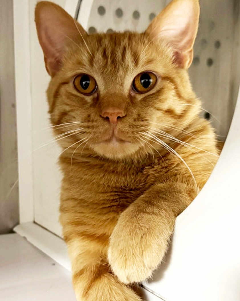 Hogan is registered to the contest to win money with this photo: cat, ginger_cat, pet, feline, whiskers, paw, closeup, indoor, cute, animal, portrait, fur, tabby, relaxed, looking, curious, mammal, domestic, orange, face