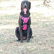 Athéna participe au concours pour gagner de l'argent avec cette photo : dog, black_dog, sitting, pink_harness, panting, tongue, outdoor, grass, lawn, tree, park, pet, canine, portrait, front_facing, animal, daylight, shadow, leash_harness, happy