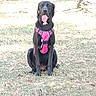 dog, black_dog, sitting, pink_harness, panting, tongue, outdoor, grass, lawn, tree, park, pet, canine, portrait, front_facing, animal, daylight, shadow, leash_harness, happy