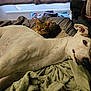 dog, cat, bed, blanket, indoor, pet, resting, cozy, tabby_cat, white_dog, fur, sleepy, relaxed, domestic, animal, companion, couch, soft, home, curtains