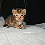 Rocket joined the competition — help win amazing prizes! kitten, cat, young, animal, pet, fur, sleepy, cute, small, whiskers, paws, indoor, resting, feline, tabby, closeup, soft, white, background, blurred