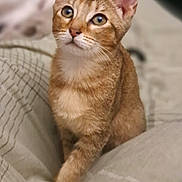 Rocket is registered to the contest to win money with this photo: cat, tabby, pet, animal, fur, whiskers, ears, eyes, bed, blanket, cozy, indoor, cute, feline, portrait, sitting, curious, soft, domestic, mammal