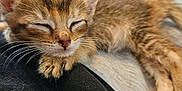 Rocket is registered to the contest to win money with this photo: kitten, cat, sleeping, tabby, whiskers, paw, fur, closeup, resting, cozy, cute, pet, animal, indoor, soft, relaxed, nap, young, feline, adorable