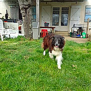 Fute a rejoint le concours — aidez-le/la à gagner de superbes lots ! dog, grass, outdoor, house, tree, lawn, pet, canine, happy, fur, animal, door, window, shutter, table, chair, garden, daylight, walk, smiling