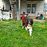 dog, grass, outdoor, house, tree, lawn, pet, canine, happy, fur, animal, door, window, shutter, table, chair, garden, daylight, walk, smiling