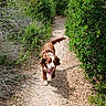 dog, brown_dog, white_dog, path, dirt_path, greenery, bushes, outdoor, nature, sunlight, happy, tongue_out, walking, pet, canine, trail, summer, daytime, animal, forest