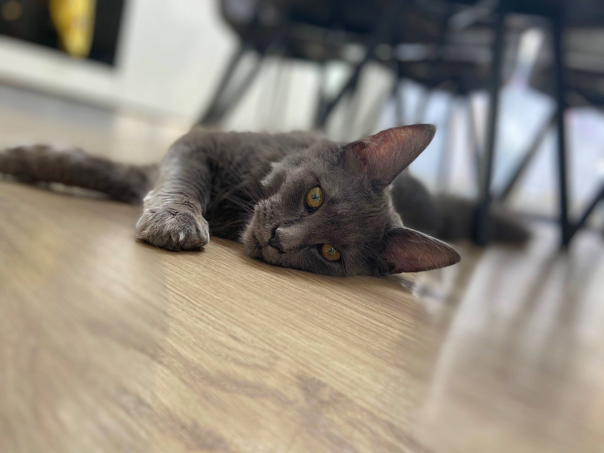 Savannah a rejoint le concours — aidez-le/la à gagner de superbes lots ! black_cat, carnivore, cat, chartreux, claw, domestic_short_haired_cat, felidae, flooring, fur, grey, hardwood, russian_blue, small_to_medium_sized_cats, snout, tail, whiskers, wood, wood_flooring