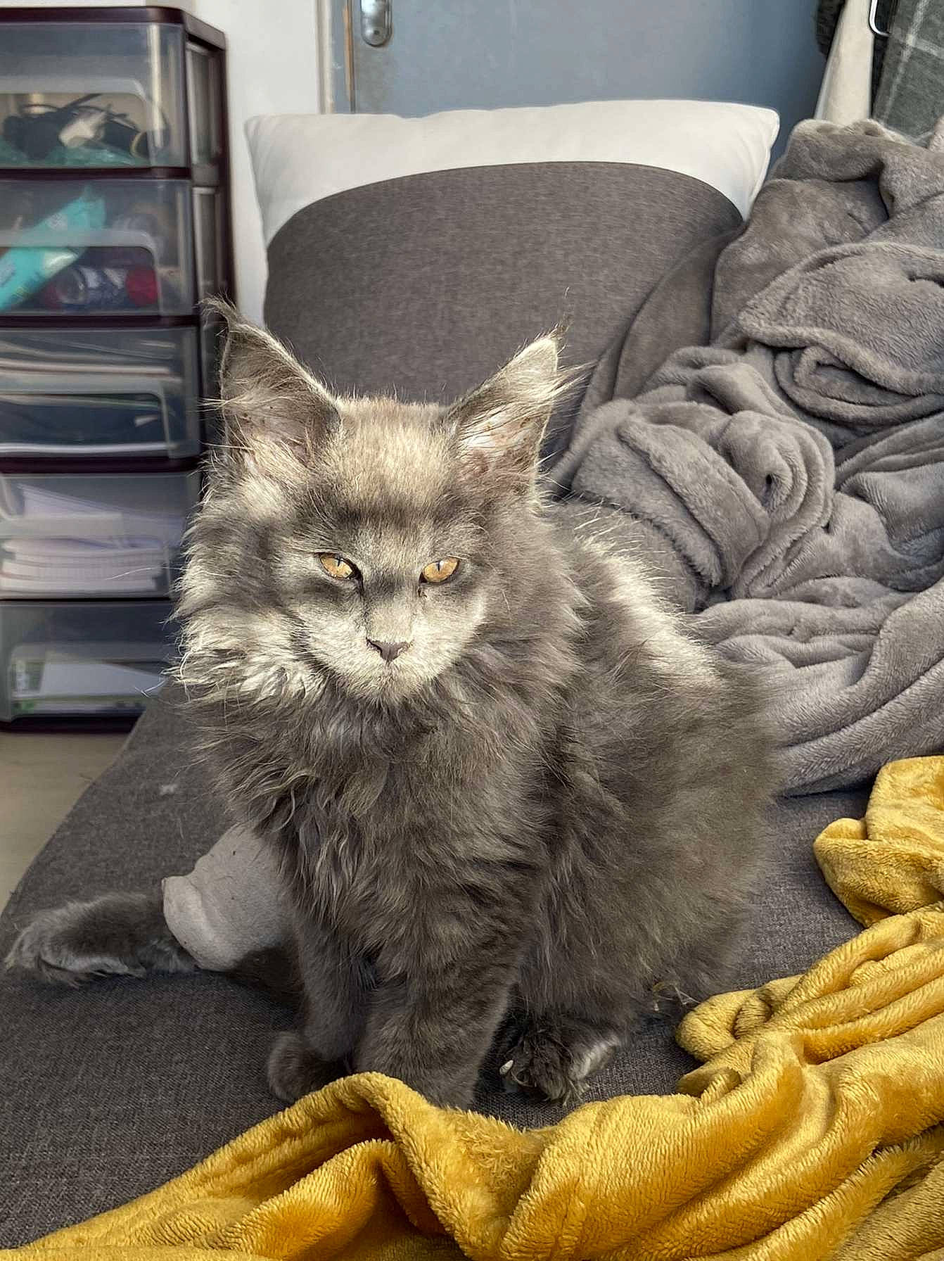 Savannah participe au concours pour gagner de l'argent avec cette photo : box, carnivore, cat, cat_supply, claw, comfort, couch, domestic_short_haired_cat, felidae, fur, grey, living_room, nap, paw, shelf, sitting, small_to_medium_sized_cats, tail, whiskers, window