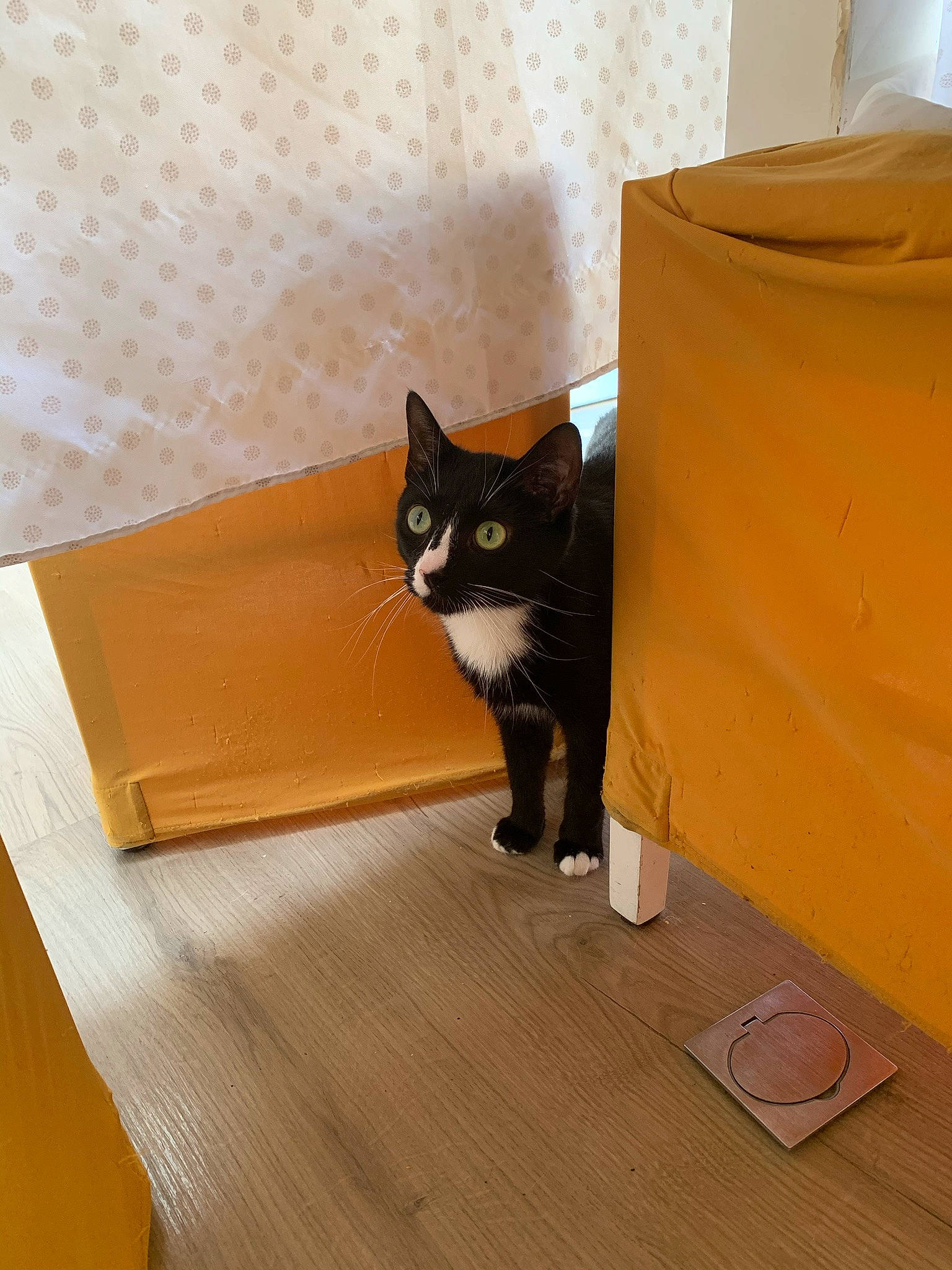 Olly participe au concours pour gagner de l'argent avec cette photo : box, carnivore, carton, cat, comfort, fawn, felidae, flooring, grey, hardwood, laminate_flooring, packaging_and_labeling, shipping_box, small_to_medium_sized_cats, stairs, tableware, tail, whiskers, wood, wood_stain