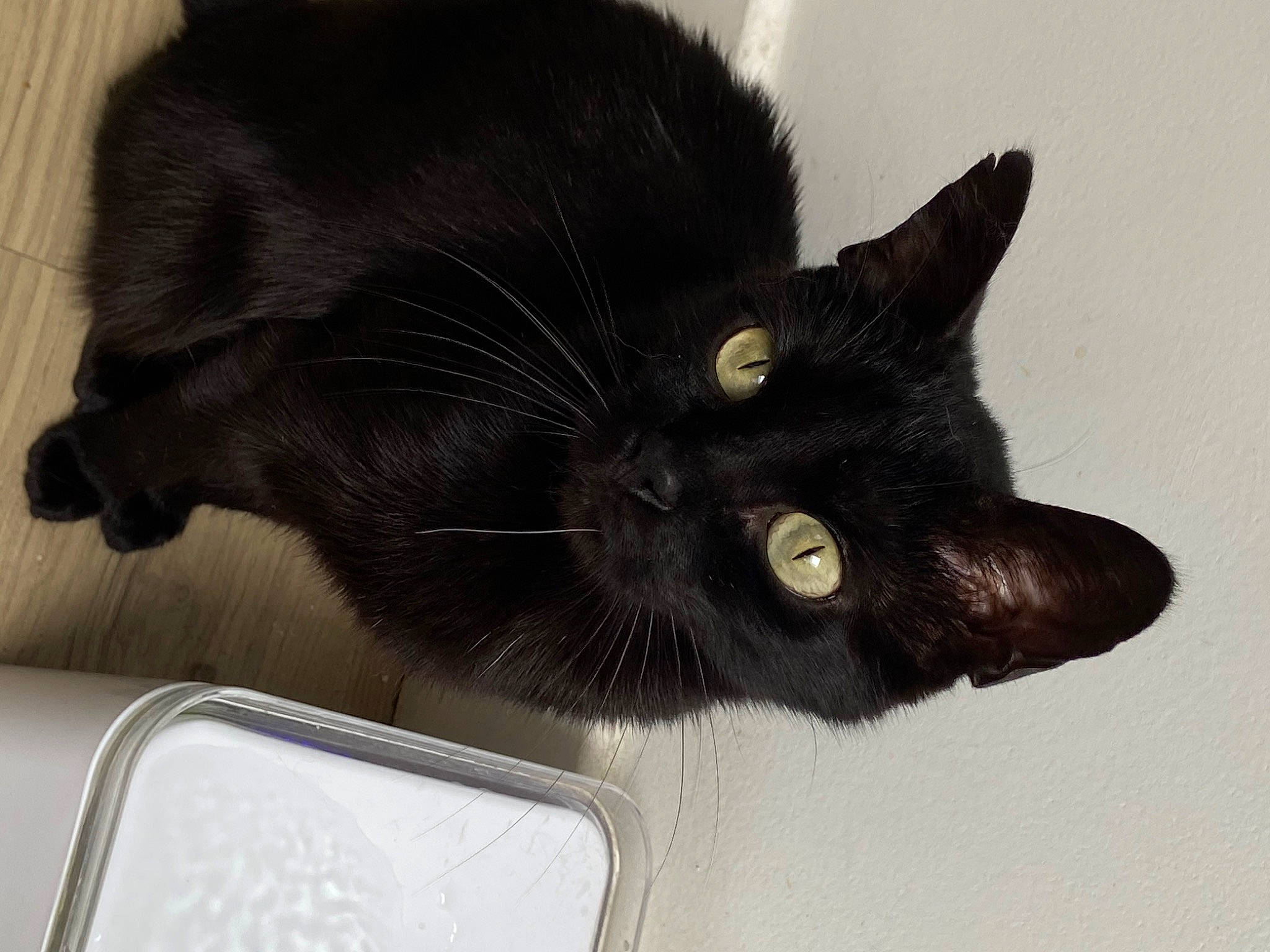 Angie a rejoint le concours — aidez-le/la à gagner de superbes lots ! black_cat, bombay, box, carnivore, cat, cat_supply, claw, comfort, domestic_short_haired_cat, felidae, fur, small_to_medium_sized_cats, snout, tail, whiskers