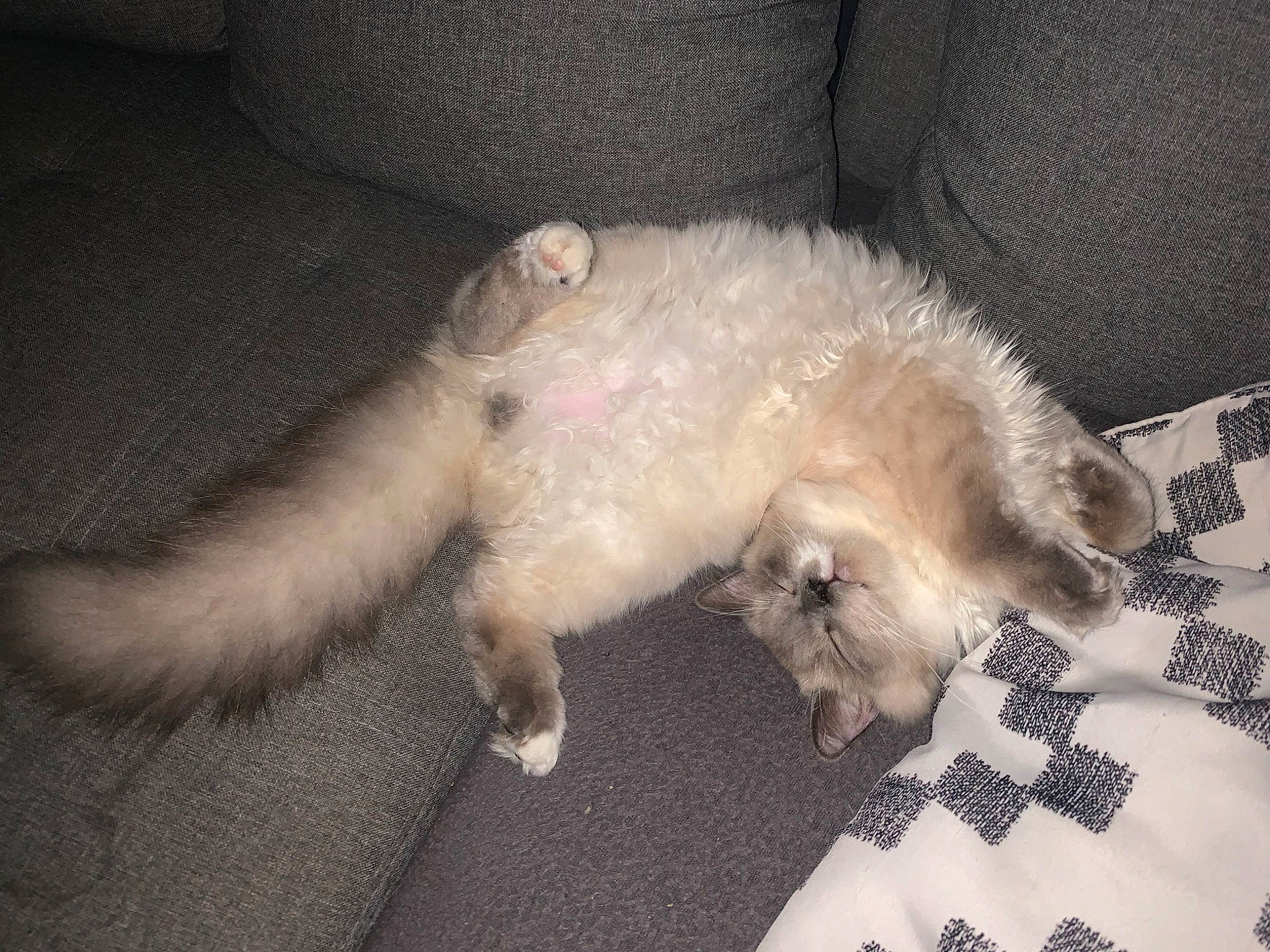 Ryo a rejoint le concours — aidez-le/la à gagner de superbes lots ! canidae, carnivore, claw, comfort, companion_dog, dog, dog_breed, fawn, felidae, fur, nap, paw, small_terrier, small_to_medium_sized_cats, snout, sporting_group, tail, terrier, toy_dog, whiskers