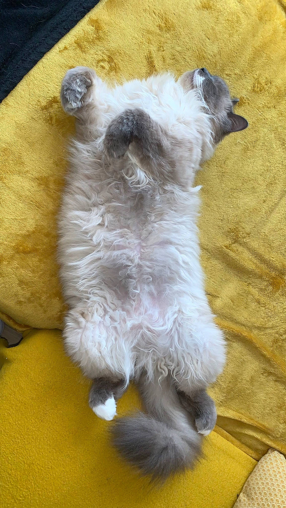 Ryo participe au concours pour gagner de l'argent avec cette photo : canidae, carnivore, claw, companion_dog, dog, dog_breed, dog_supply, fawn, felidae, fur, paw, schnauzer, small_to_medium_sized_cats, snout, sporting_group, standard_schnauzer, tail, terrestrial_animal, whiskers, working_animal