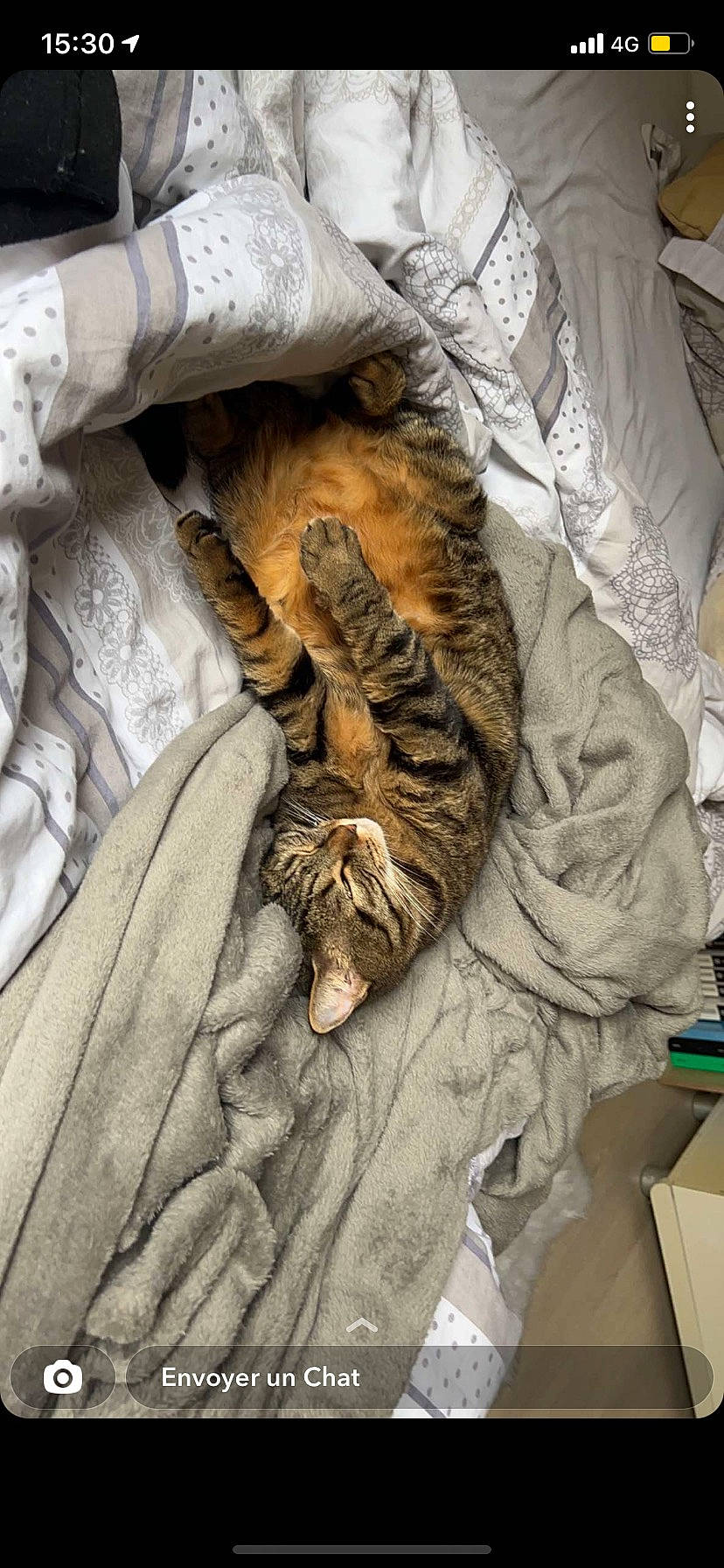 Friskette a rejoint le concours — aidez-le/la à gagner de superbes lots ! bed, bedding, bengal_tiger, big_cats, carnivore, cat, comfort, domestic_short_haired_cat, fawn, felidae, fur, grey, linens, small_to_medium_sized_cats, snout, tail, terrestrial_animal, textile, whiskers, wood