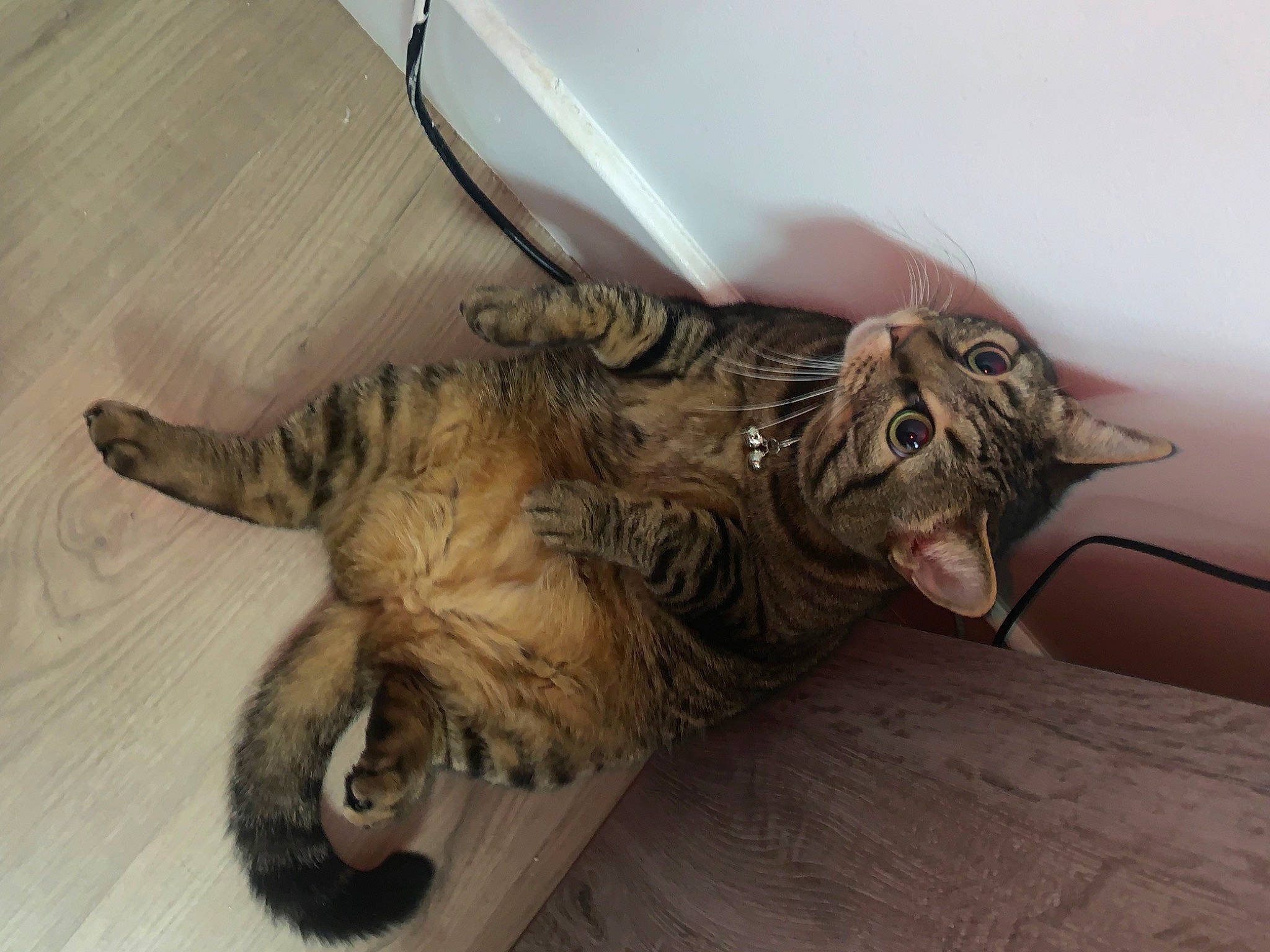 Friskette a rejoint le concours — aidez-le/la à gagner de superbes lots ! bed, carnivore, cat, claw, comfort, domestic_short_haired_cat, fang, fawn, felidae, flooring, fur, hardwood, paw, small_to_medium_sized_cats, snout, tail, terrestrial_animal, whiskers, wood