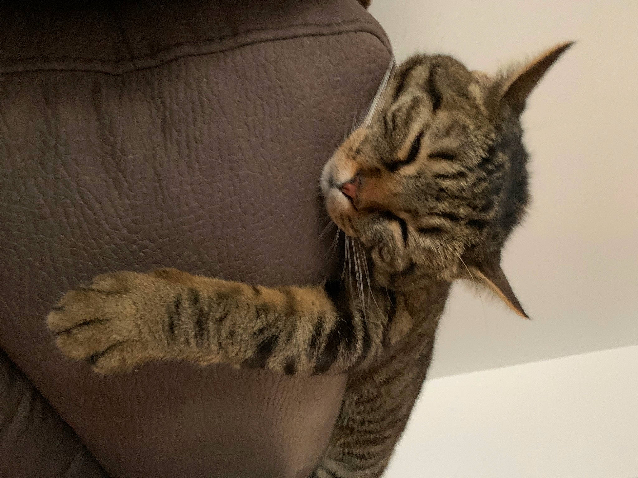 Friskette participe au concours pour gagner de l'argent avec cette photo : carnivore, cat, claw, comfort, couch, domestic_short_haired_cat, felidae, fur, grey, military_camouflage, small_to_medium_sized_cats, snout, tail, terrestrial_animal, whiskers, wildlife, window