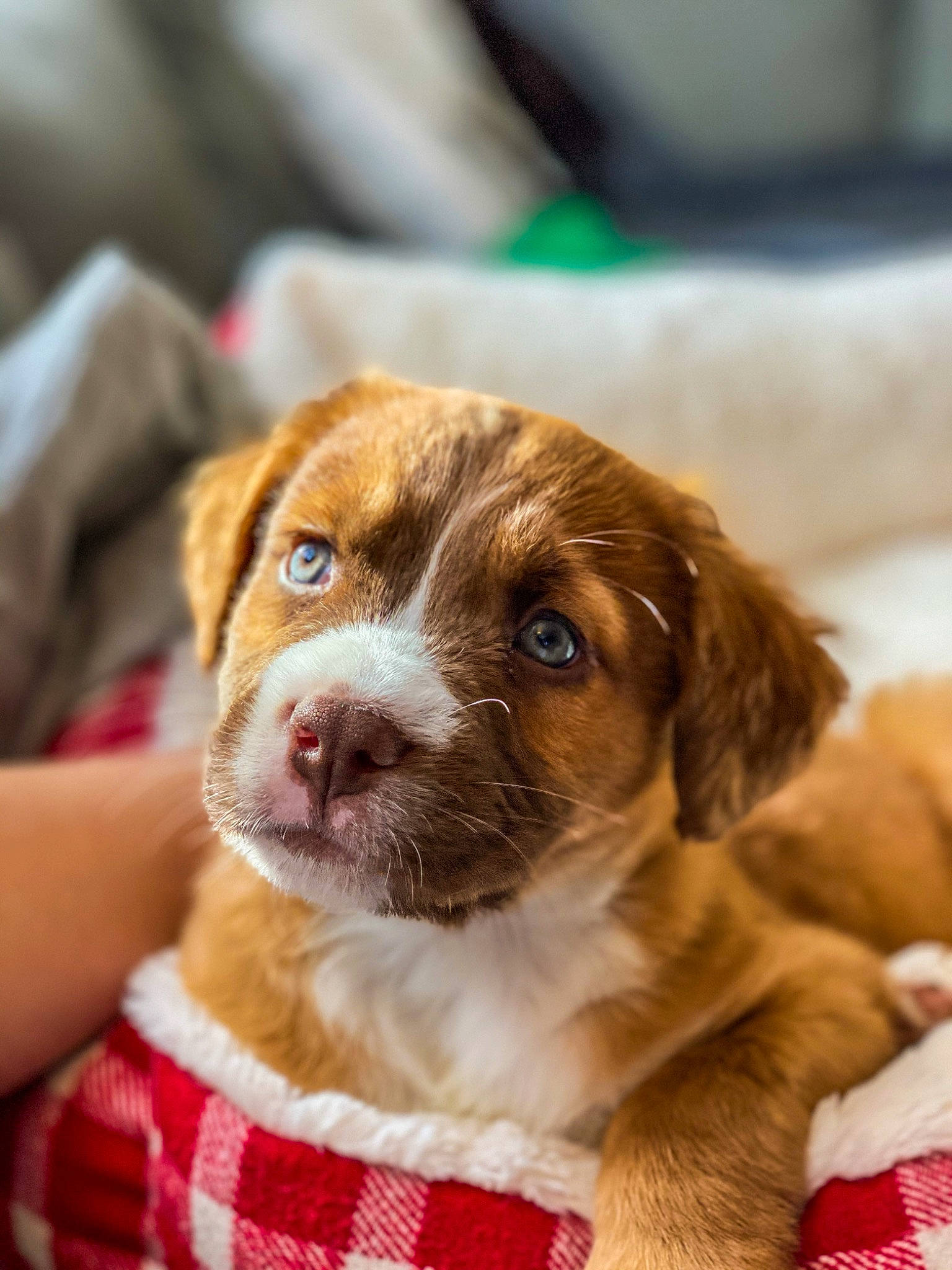 Mando is registered to the contest to win money with this photo: brittany, canidae, carnivore, companion_dog, dog, dog_breed, fawn, mammal, puppy, puppy_love, rare_breed_dog, snout, sporting_group, vertebrate