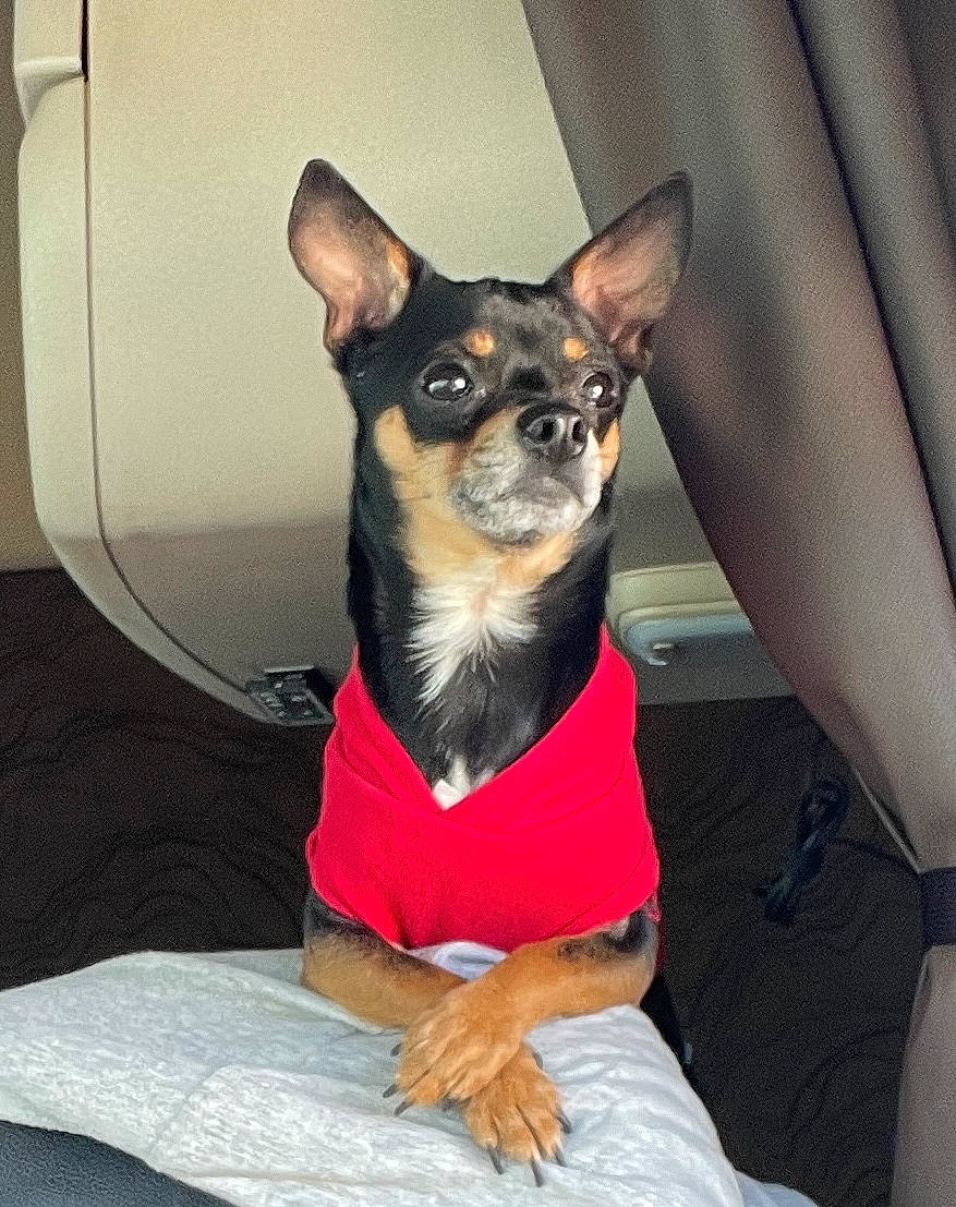 Ozzy joined the competition — help win amazing prizes! canidae, carnivore, chihuahua, comfort, companion_dog, dog, dog_breed, dog_supply, ear, fawn, fur, prazsky_krysarik, sitting, sleeve, toy_dog, whiskers, working_animal