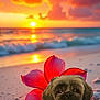 Jackson joined the competition — help win amazing prizes! animal, beach, clouds, colorful, cute, dog, floral, flower, nature, necklace, ocean, outdoor, pet, portrait, sand, scenic, sky, sun, sunset, tropical