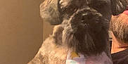 Jackson is registered to the contest to win money with this photo: animal, beard, brown, cap, casual, companion, cute, dog, fluffy, friendly, furry, glasses, holding, human, indoor, person, pet, portrait, tie, white