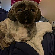 Jackson is registered to the contest to win money with this photo: animal, bedroom, blanket, brown, canine, companion, cozy, curious, curtain, dog, fabric, fur, home, indoor, medium_size_dog, pet, relaxing, resting, shaggy, white