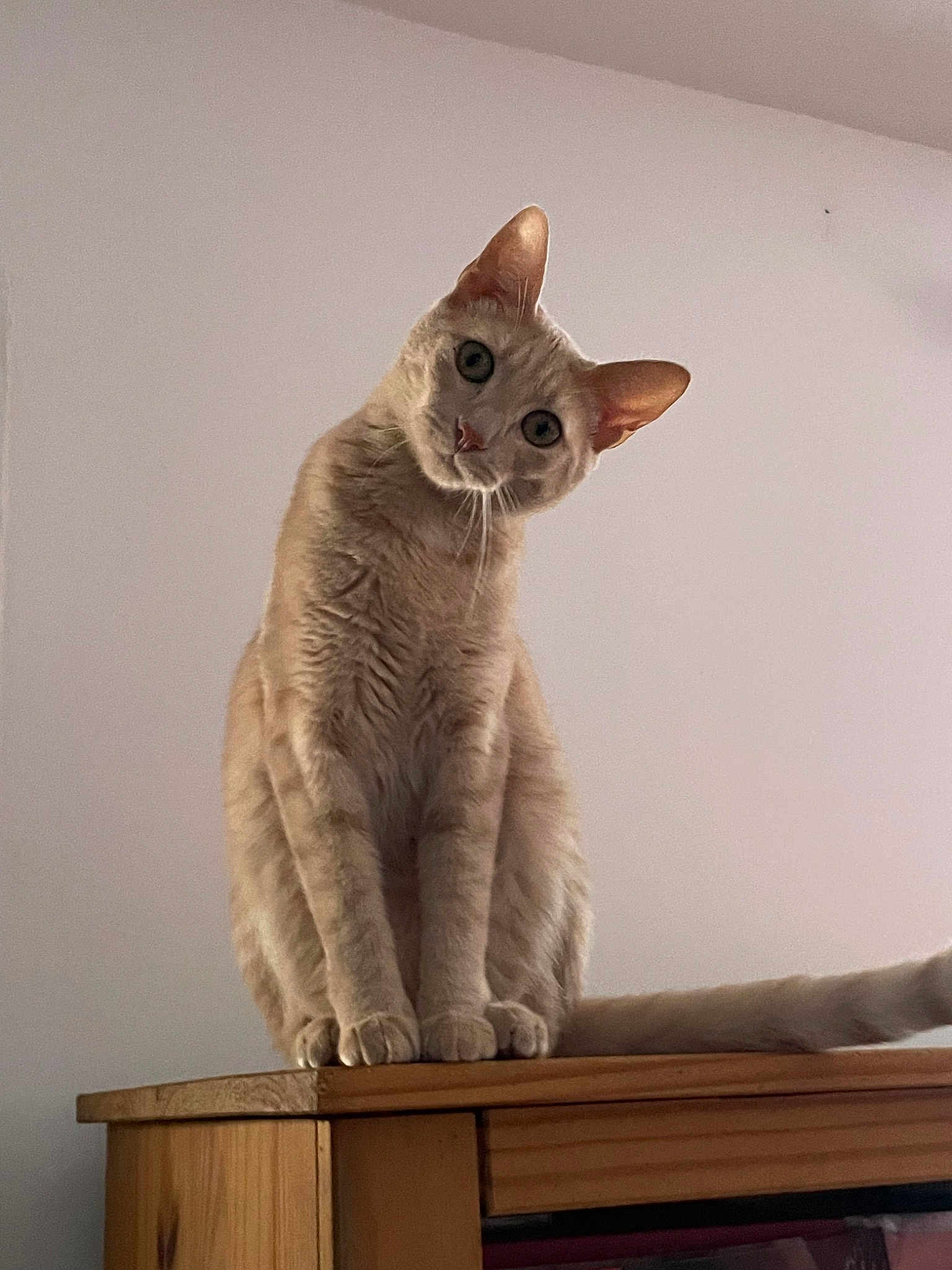 Chipie