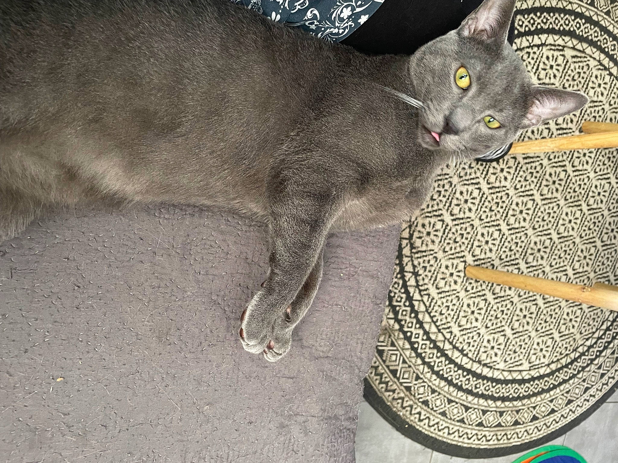 Julio a rejoint le concours — aidez-le/la à gagner de superbes lots ! automotive_tire, carnivore, cat, circle, claw, doily, domestic_short_haired_cat, felidae, fur, grey, oriental_shorthair, paw, photo_caption, russian_blue, serveware, small_to_medium_sized_cats, snout, tail, whiskers
