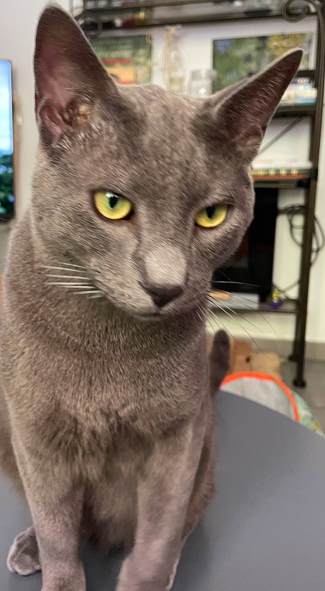 Julio a rejoint le concours — aidez-le/la à gagner de superbes lots ! carnivore, cat, domestic_short_haired_cat, ear, eye, felidae, fur, grey, head, houseplant, russian_blue, small_to_medium_sized_cats, snout, whiskers, window